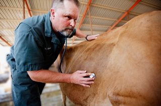 healthy cows healthy cows